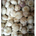 New Crop Fresh Normal White Garlic (5.0cm)